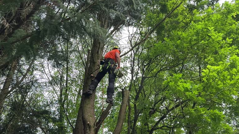 Best Fruit Tree Pruning  in Nyssa, OR