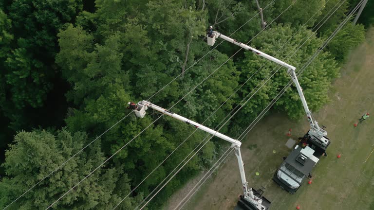 How Our Tree Care Process Works  in Nyssa, OR