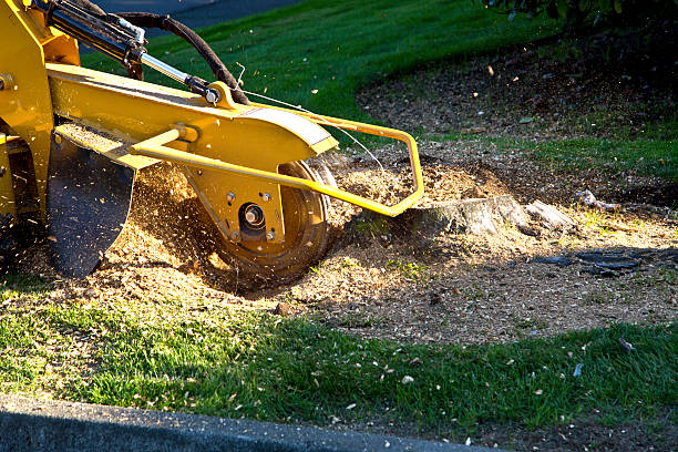 Best Lawn Grading and Leveling  in Nyssa, OR